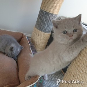 pusa for adoption to new home | PostAds PH