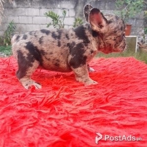 French bulldog | PostAds PH