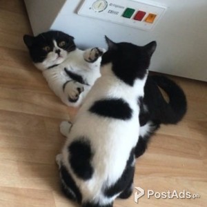 cinnamon british shorthair kittens for adoption | PostAds PH