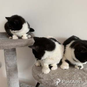 kittens for adoption | PostAds PH
