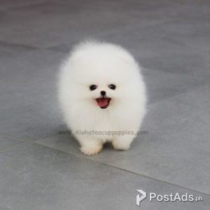 Gorgeous Pomeranian Puppies Available For New Homes | PostAds PH