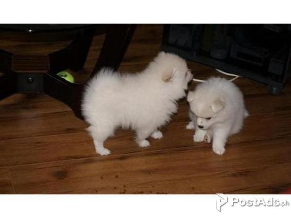 Pomeranian puppies for sale