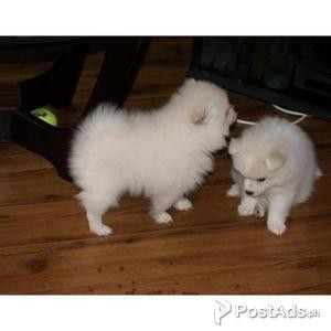 Pomeranian puppies for sale | PostAds PH