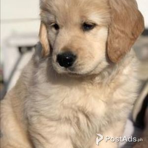 Kc Golden Retriever Puppies For Sale | PostAds PH
