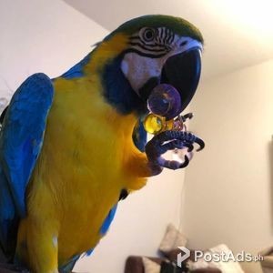 Beautiful Blue & Yellow Macaw | PostAds PH