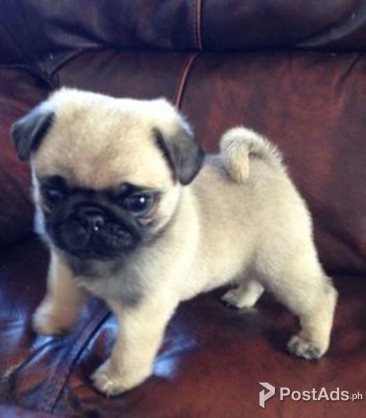 Beautiful Pug Puppies Ready Now