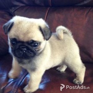 Beautiful Pug Puppies Ready Now | PostAds PH