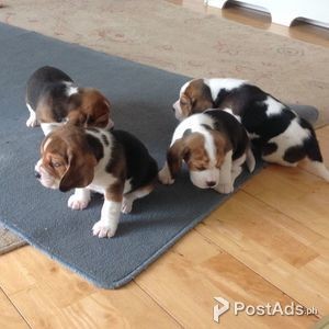 beagle puppies available | PostAds PH