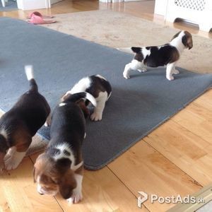 adorable beagle puppies for adoption | PostAds PH