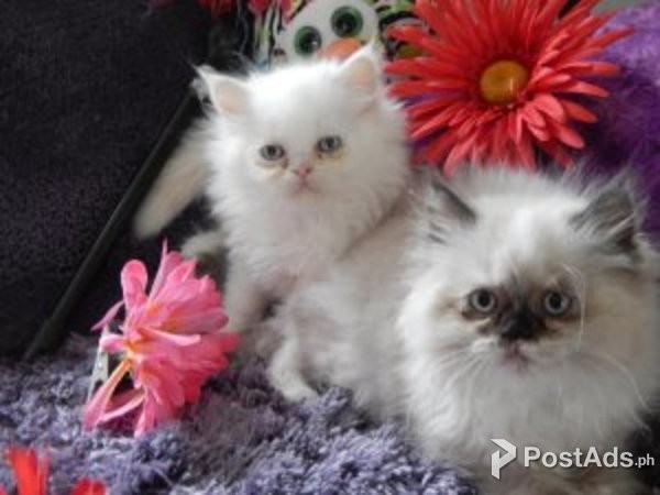 Himalayans/.,