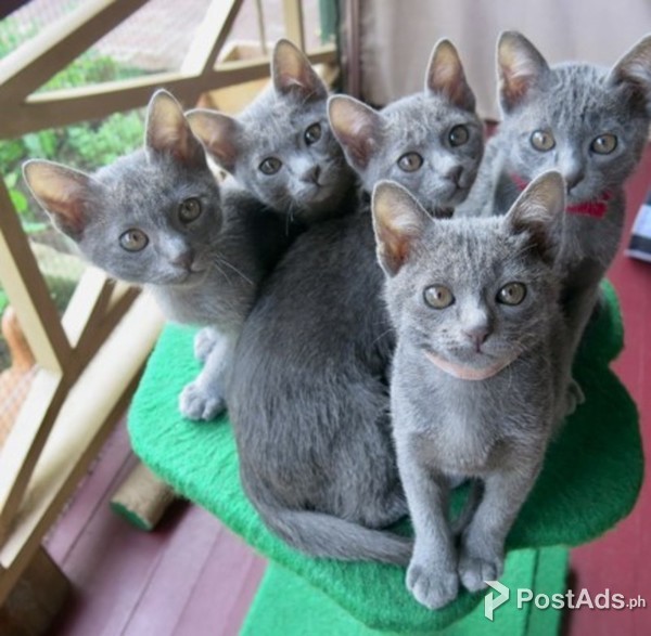 Korat Kittens ,.