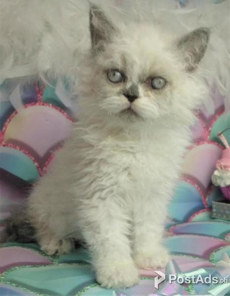 Selkirk Rex Kittens 