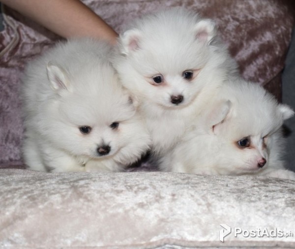 precious Pomeranian puppies for adoption