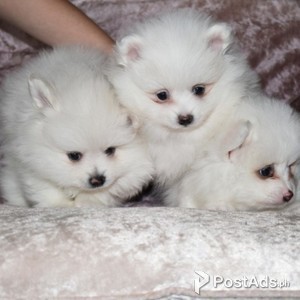 precious Pomeranian puppies for adoption | PostAds PH
