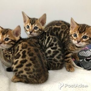 Cute Bengal kittens for sale | PostAds PH
