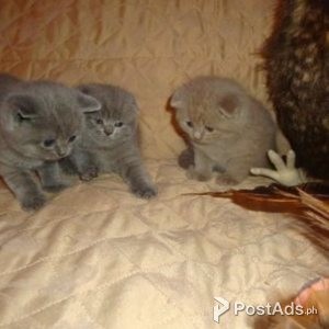 Cute Scottish Fold Kittens sale | PostAds PH