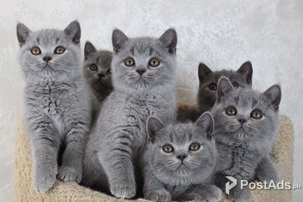 british shorthair kittens for adoption