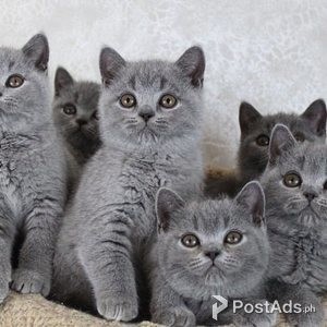 shorthair kittens for adoption to new homes | PostAds PH