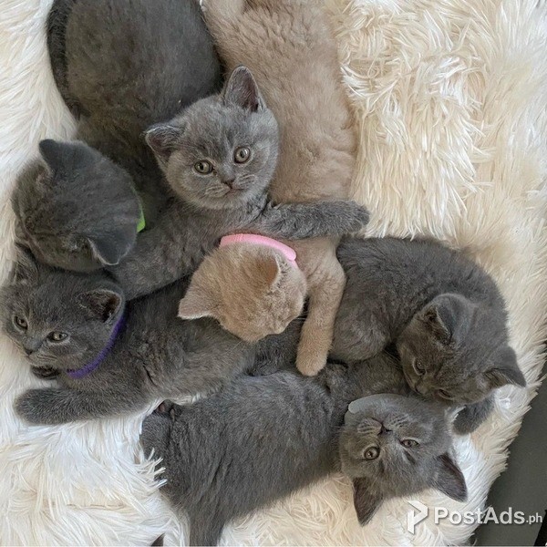 lovely kittens needing new homes
