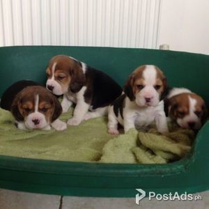 puppies for Adoption | PostAds PH
