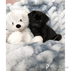 adorable pug puppies for sale | PostAds PH