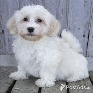 Gorgeous Havanese puppies ready for new home | PostAds PH