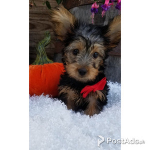 Absolutely Stunning Beautiful Yorkshire Terrier | PostAds PH