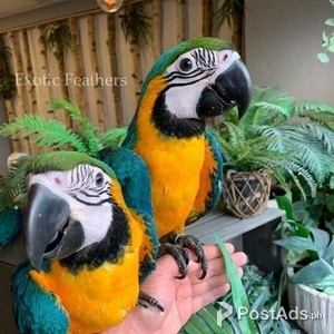 Blue and Gold Macaw parrots | PostAds PH