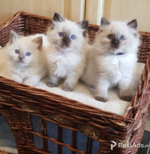 Fantastic Ragdoll Kittens