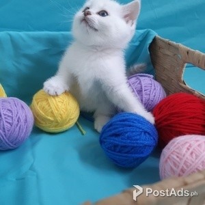 PURE BREED BRITISH SHORTHAIR KITTENS | PostAds PH