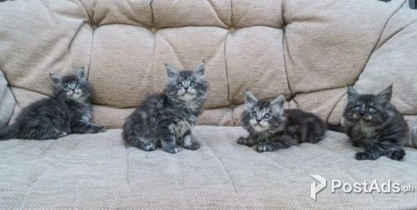 Maine Coon Kittens