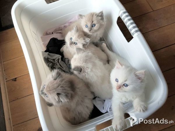 Ragdoll Kittens
