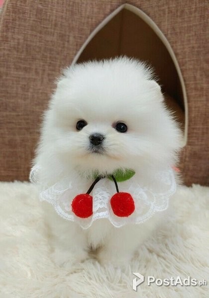 Cute Toy-Size Pomerania Puppies for sale