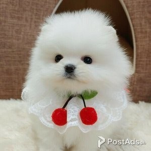 Cute Toy-Size Pomerania Puppies for sale | PostAds PH
