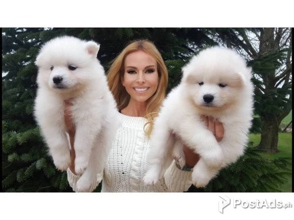 samoyed puppies for sale