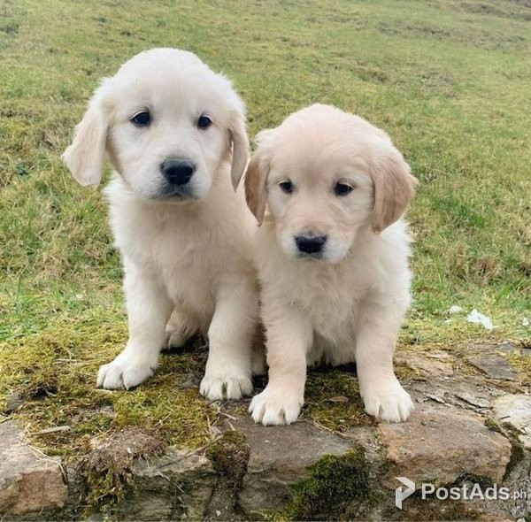 Male and Female Golden Retriever Puppies Available