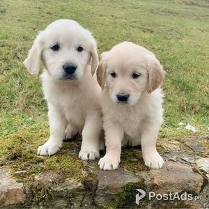 Male and Female Golden Retriever Puppies Available | PostAds PH