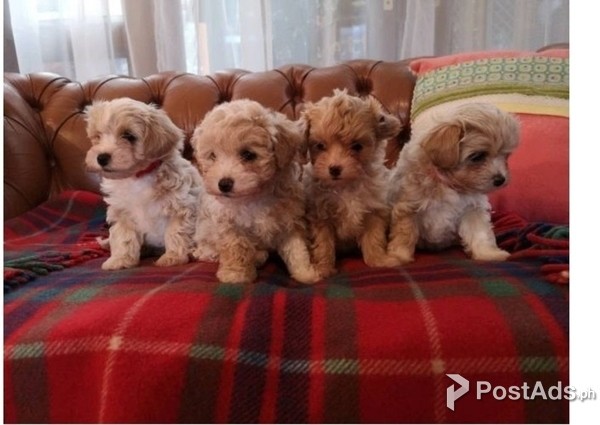Tiny Maltipoo Puppies For Loving Home