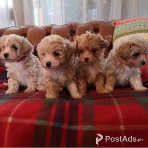 Tiny Maltipoo Puppies For Loving Home | PostAds PH