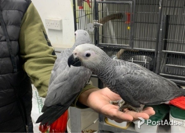 birds being given to new homes