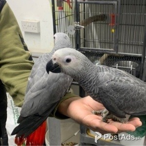 birds being given to new homes | PostAds PH