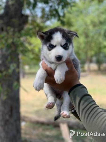 Full Breed Siberian Huskies