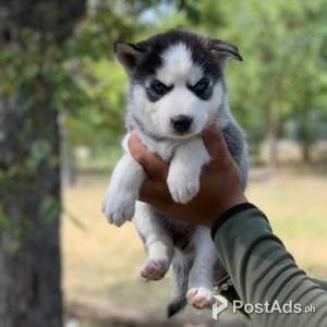 Full Breed Siberian Huskies | PostAds PH