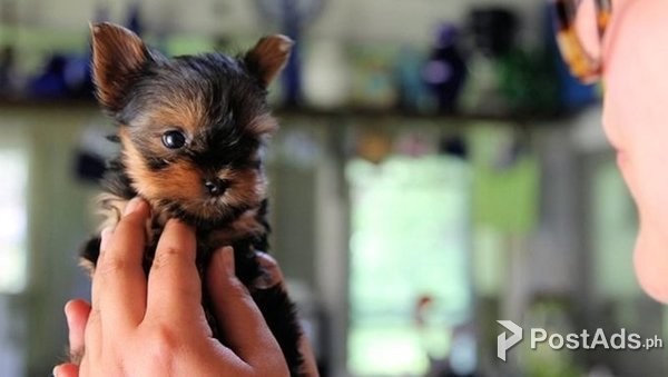 Beautiful Yorkie puppies for good home