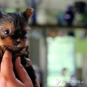 Beautiful Yorkie puppies for good home | PostAds PH