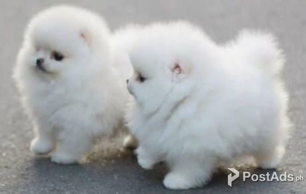 Beautiful Pomeranian puppies for good home