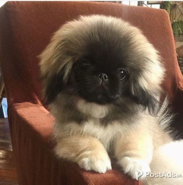 Cute Male and female Pekingese puppies for sale