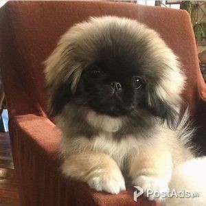 Cute Male and female Pekingese puppies for sale | PostAds PH