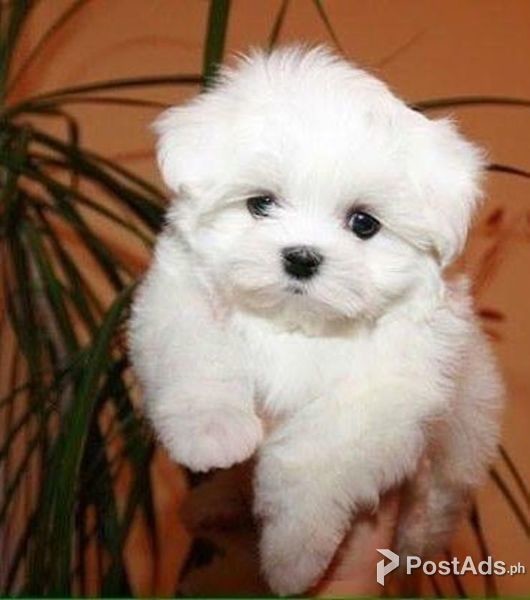 Maltese Puppies for sale