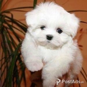 Maltese Puppies for sale | PostAds PH
